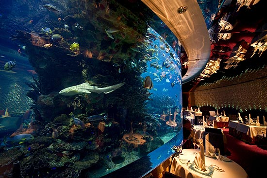 O tubarão "Nimr" nada no tanque do restaurante do hotel Burj al Arab, onde vive com a mãe, "Zebedee"