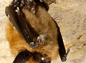 Síndrome do nariz branco, como doença é conhecida, faz com que morcegos acordem nos períodos de hibernação