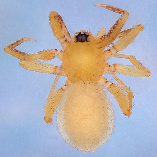 Fêmea da nova espécie de aranha _Predatoroonops schwarzeneggeri_