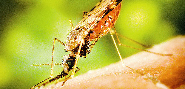 Mosquito do gênero _Anopheles_ se alimenta de sangue humano; microrganismo da malária é transmitido pelas fêmeas do inseto