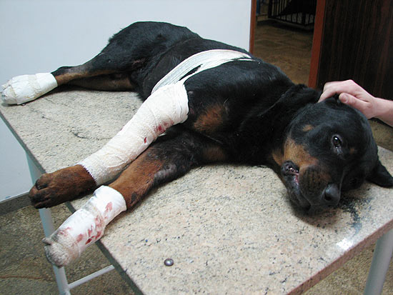 Cachorro ferido após ser arrastado por carro em Piracicaba