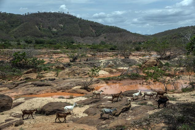 Animais em rea rural de Aimors (MG)