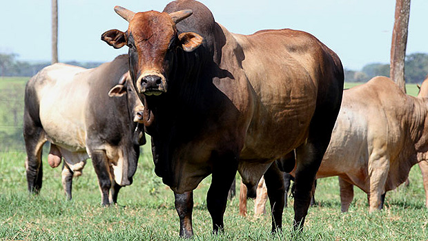 O touro Bipolar, um dos mais temidos pelos peões no mundo dos rodeios atualmente