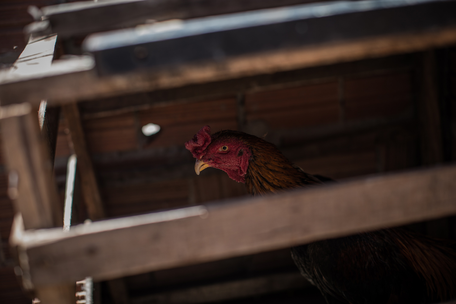 À esq., galinha em criação no quintal da casa de João Helio da Silva (foto à dir.), que mora no bairro de Frei Damião, na periferia de Juazeiro do Norte (CE)