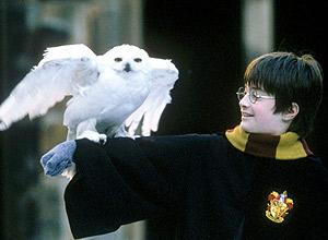 Cena de Harry Potter