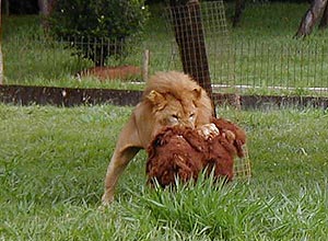 Leão ataca cavalinho de pau feito por funcionários do zoológico, que fixam carne no 'brinquedo