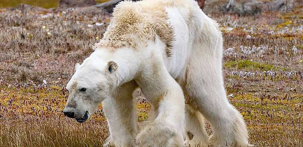 Urso polar cambaleia de fome no Canadá