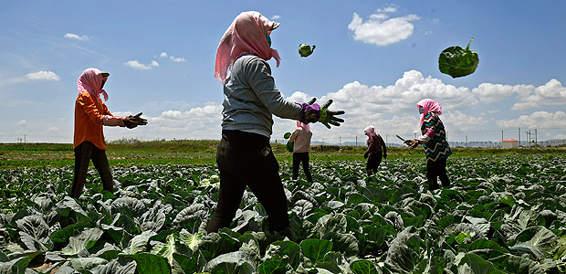 (170701) -- YINCHUAN, July 1, 2017 (Xinhua) -- Villagers harvest vegetable in Yaomo Village, Guyuan City of northwest China's Ningxia Hui Autonomous Region, June 30, 2017. The vegetable that requires cool weather grows well in high-altitude regions such as northwest China's Ningxia. Growing these kinds of vegetable has become a new way for poverty alleviation in Yaomo Village of Guyuan, which increased the income of local farmers. (Xinhua/Wang Peng) (zwx)