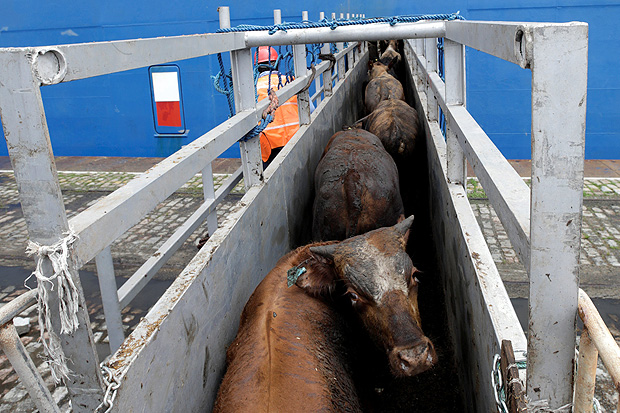 Cattle are loaded at the Lebanese flag ship NADA in the port of Santos, Brazil December 2, 2017. Twenty-seven thousand animals will be transported to Turkey's Mediterranean port of Iskenderun, according to Ecoporto terminal company. REUTERS/Paulo Whitaker ORG XMIT: PW13