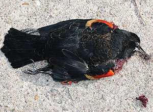 Pássaro negro na rua Skylark, em Beebe, no Arkansas, após estranha chuva de aves mortas no Ano-Novo