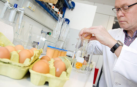 Técnico examina ovos em laboratório, após altos níveis de dioxina terem sido detectados na Alemanha