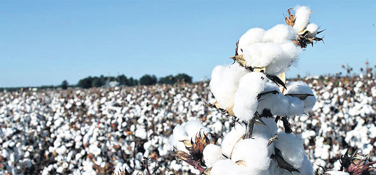 Plantação de algodão no oeste da BA; com produção e estoque maiores, preços podem cair