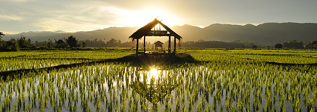 Plantação de arroz. Hongsa, Laos. 2010. Luz no pôr do sol depois de uma chuva torrencial