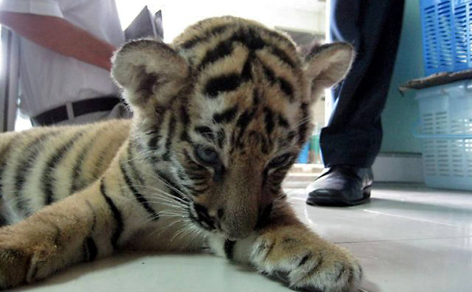 Filhote de Tigre é encontrado na Tailândia