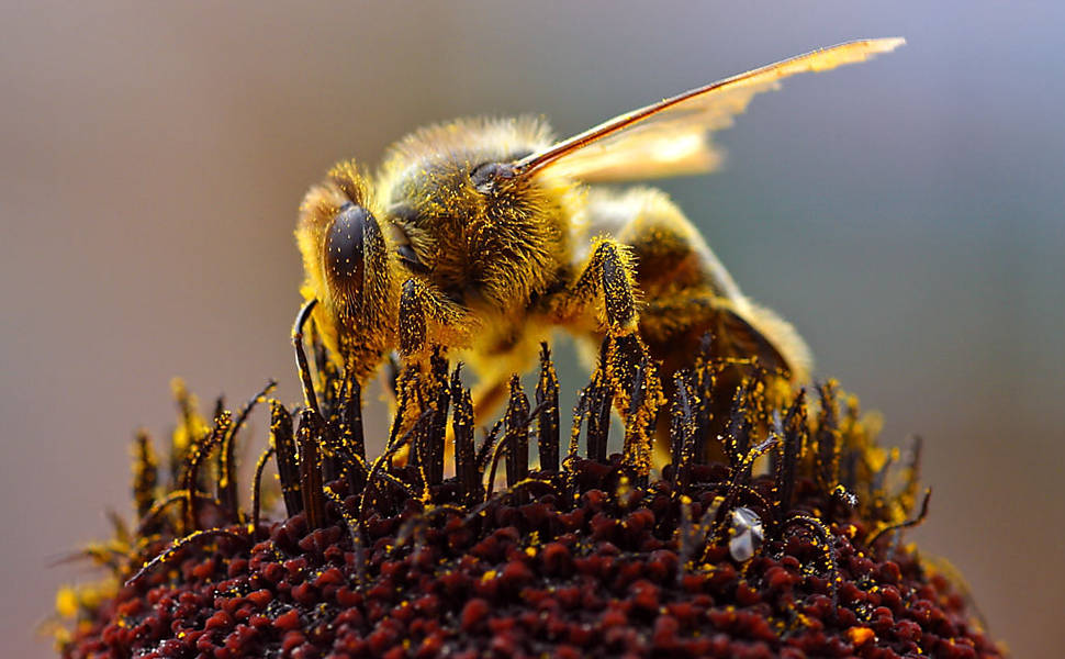 Cervejaria Colorado cria movimento para beneficiar abelhas nativas
