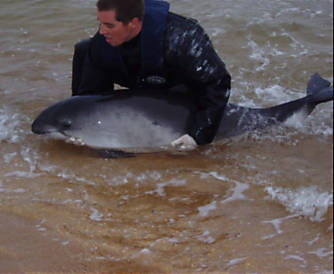 ONG britânica oferece cursos para salva-vidas de baleia