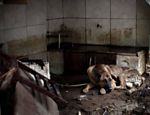 Cachorro fica de guarda em casa atingida por enchente em Teresópolis Leia Mais