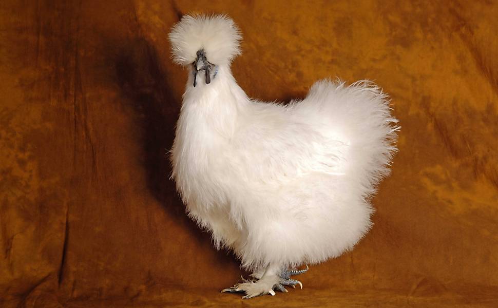 Livro destaca graça e beleza das galinhas
