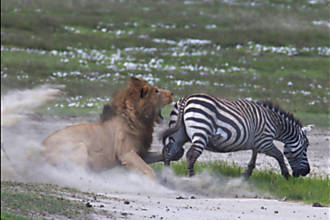 Zebra dá coice e escapa de ataque de leão