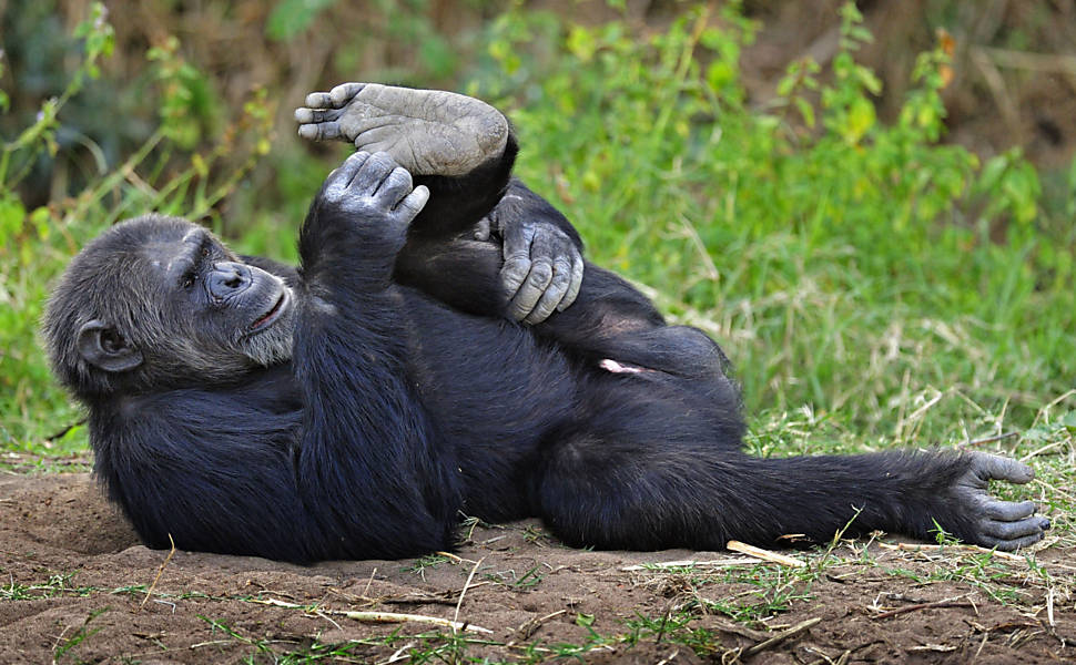 Chimpanzé faz "alongamento" no Quênia
