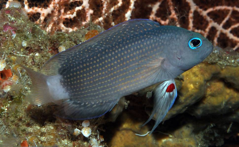 Novas espécies de peixes e de coral são identificadas em Bali