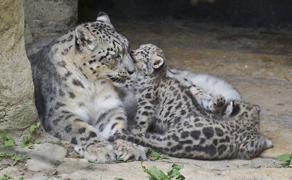 Zoológico suíço apresenta raros trigêmeos de leopardo-das-neves