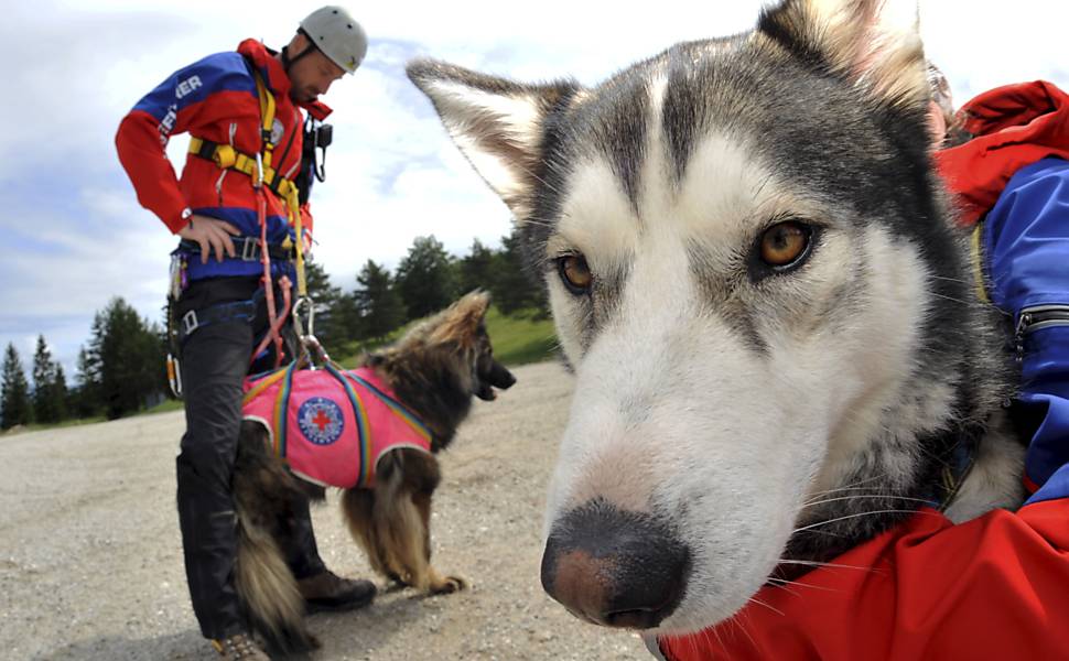 Cães aprendem a resgatar vítimas de avalanches