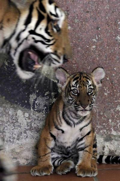 Quatro bebês tigres dão trabalho para a mãe; veja fotos