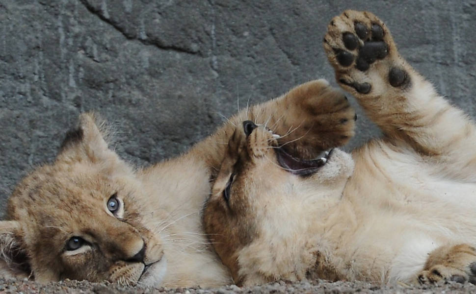Filhotes de leão de três meses exploram zoológico