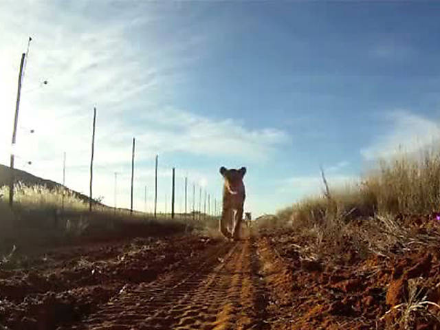 Leoa registra caminhada por savana sul-africana