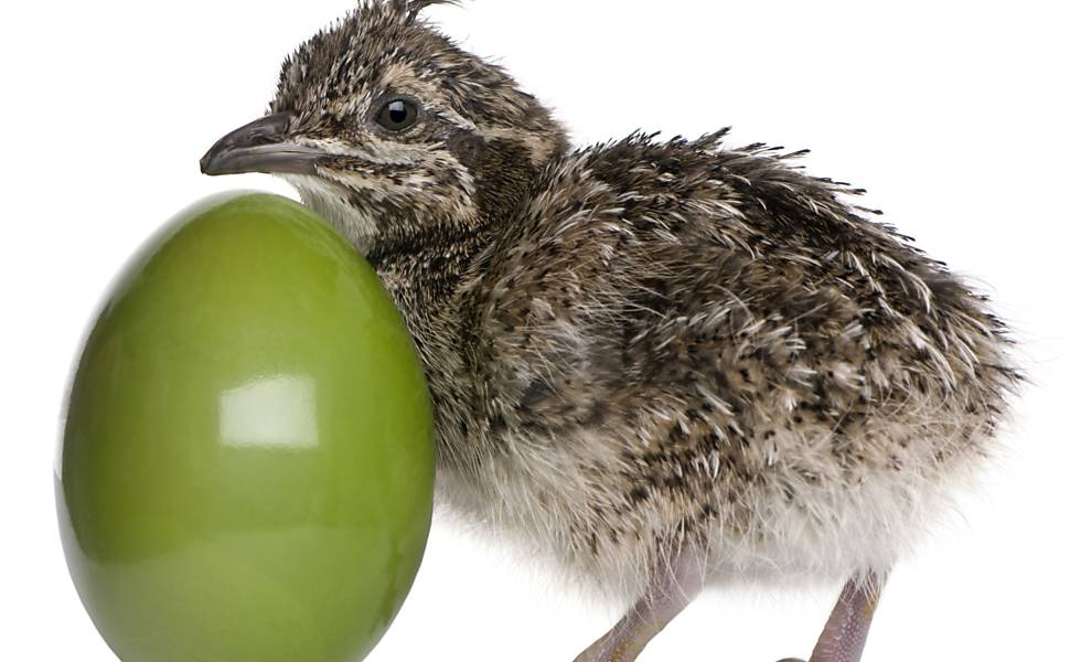 Fotógrafo registra filhotes de aves logo após nascimento