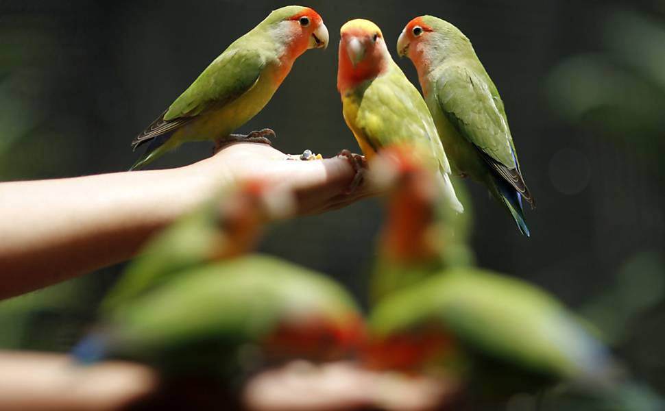 Parque mexicano é lar de pássaros exóticos; veja imagens
