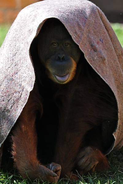 Orangotango ganha cobertor no Rio