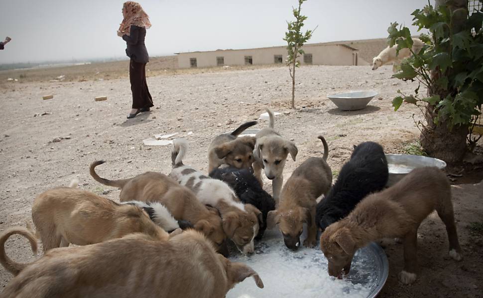 Irã quer banir cachorros de locais públicos