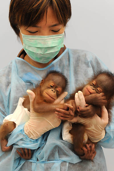 Bebês orangotangos