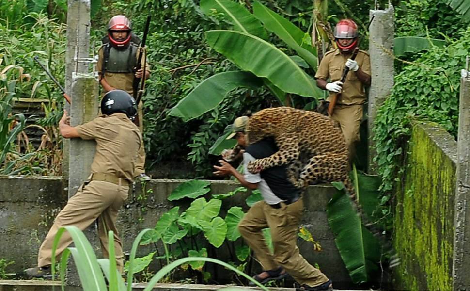 Leopardo ataca guarda florestal na Índia