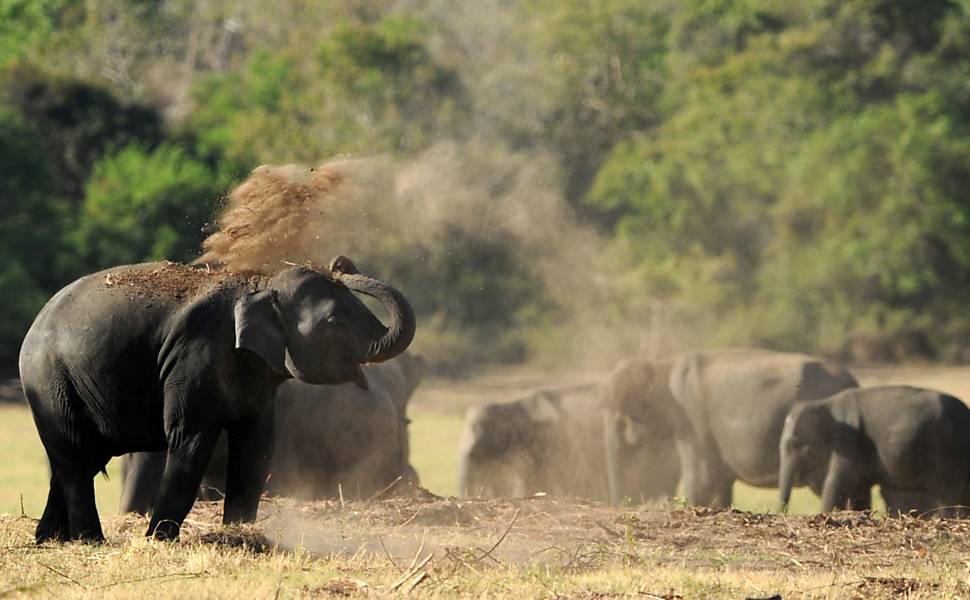 Elefantes no Sri Lanka