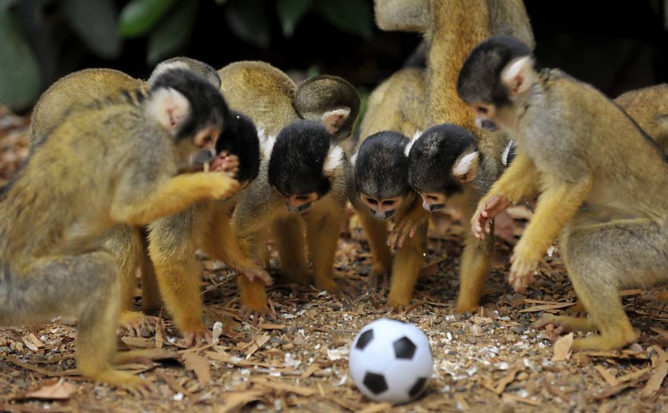 Macaquinhos brincam com bola