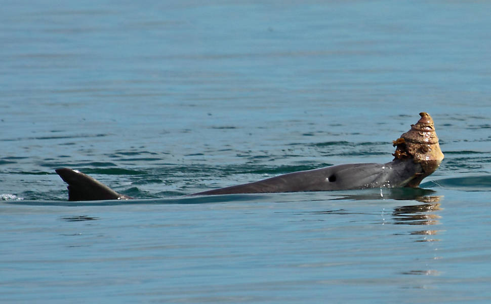 Golfinhos surpreendem cientistas