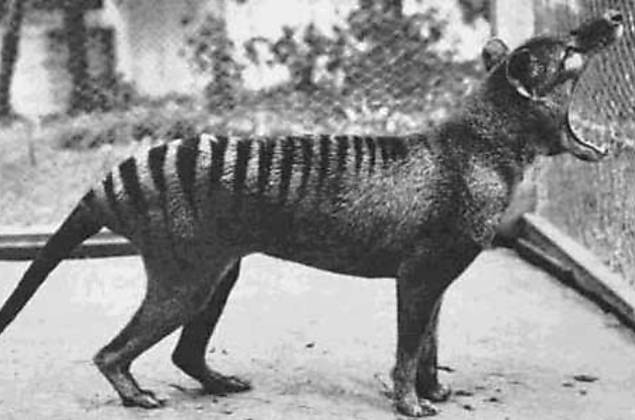 Caçado até a extinção, tigre-da-tasmânia não era ameaça
