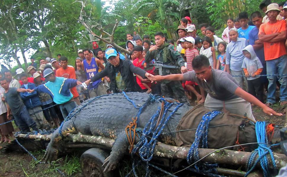 Crocodilo é capturado nas Filipinas