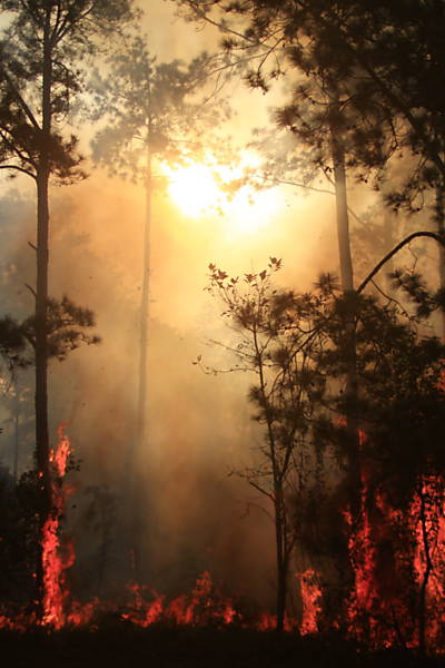 Floresta queimada em Batatais