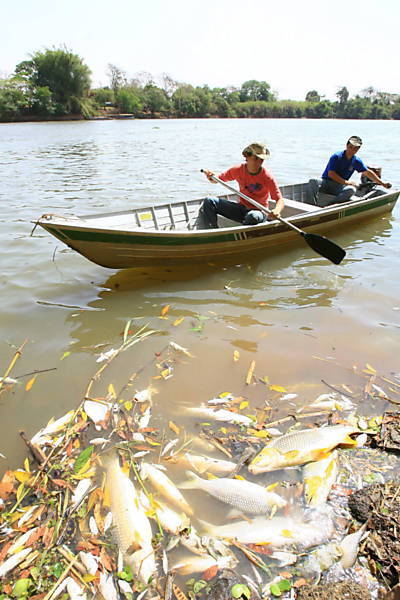 Peixes mortos no rio Pardo