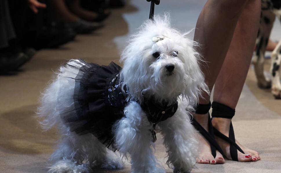 Cães são atração de desfile de moda na Argentina