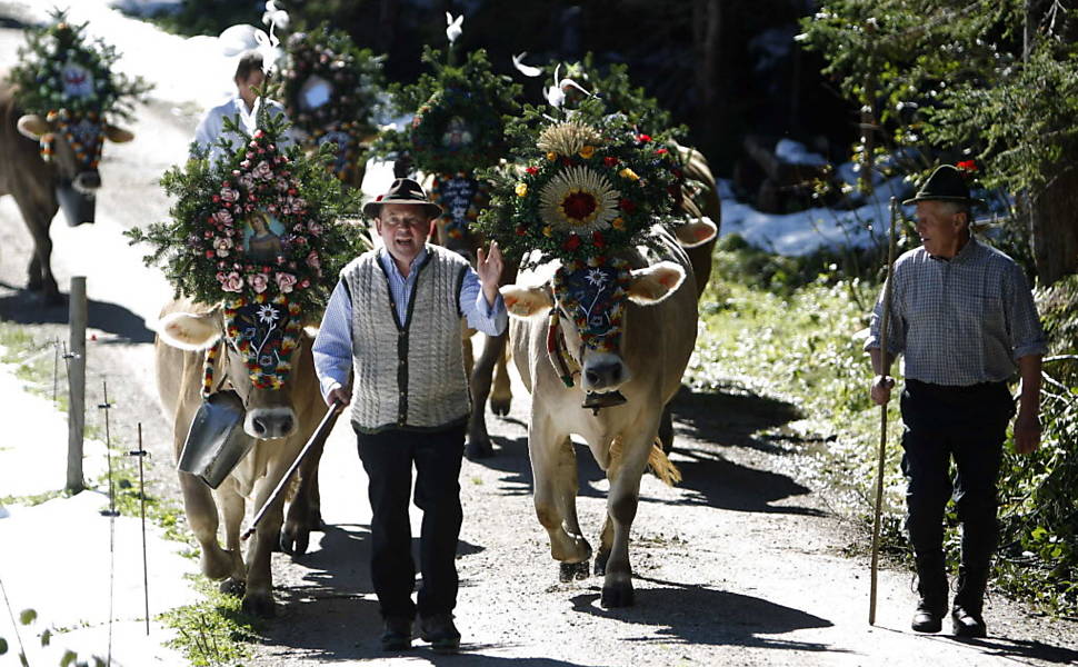 Gado volta das montanhas