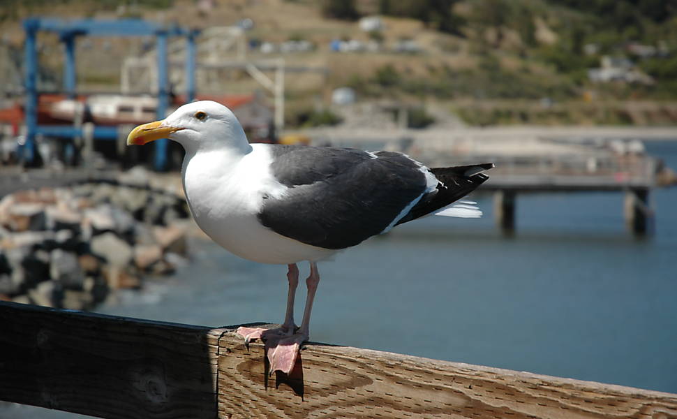 Gaivota no Fisherman's Wharf de Santa Cruz 