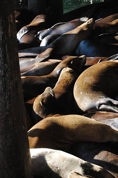 Focas no Fisherma's Wharf de Ávila, na costa da Califórnia 
