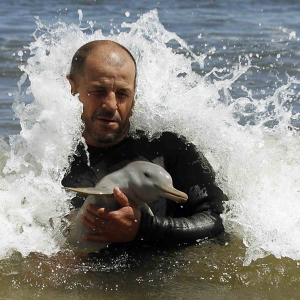 Bebê golfinho de poucos dias é resgatado no Uruguai, veja fotos