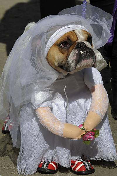 Cães fazem desfile de Halloween em Nova York