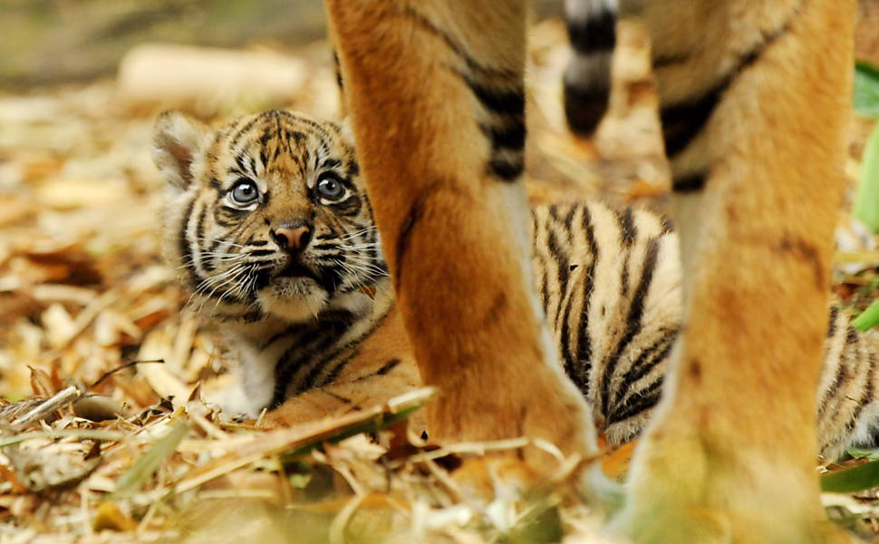 Filhotes de tigre da Sumatra são apresentados na Austrália